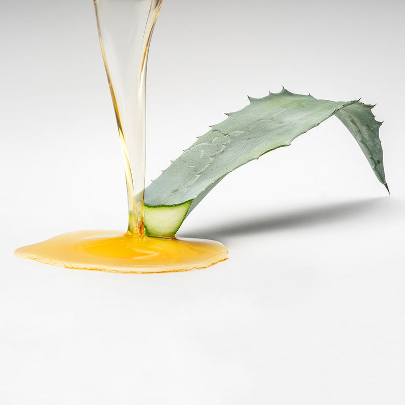 Ingrédient du shot de gingembre classique : une partie d'une plante d'agave d'où s'égoutte du sirop d'agave.