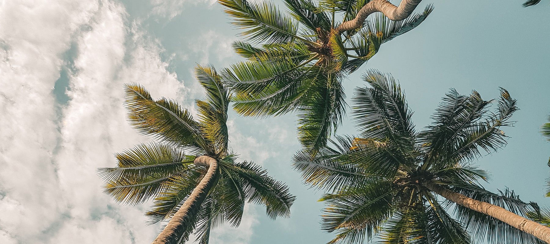 Travel diary Mombasa: Sky and palm trees