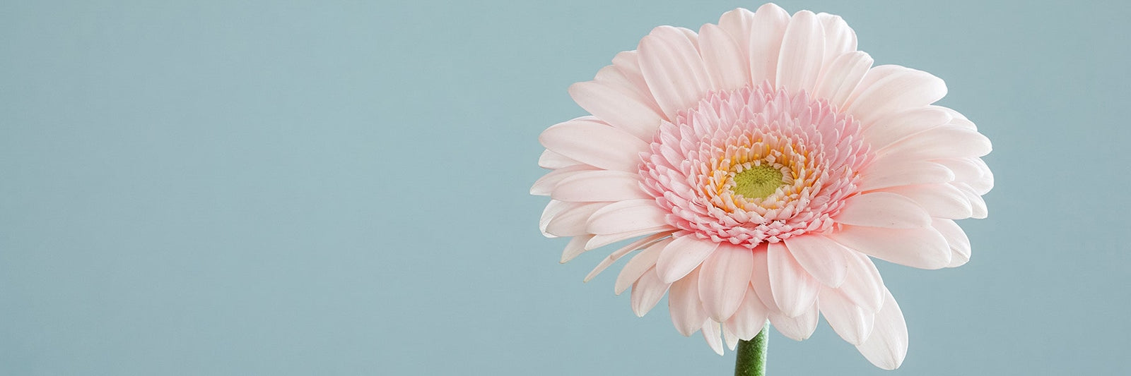 Ostergeschenke für Erwachsene Idee: Blumen!
