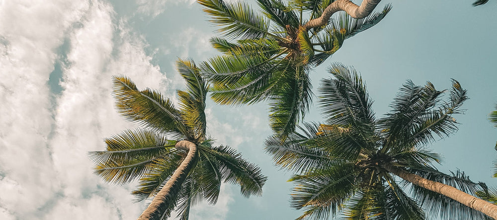Reisetagebuch Mombasa: Himmel und Palmen